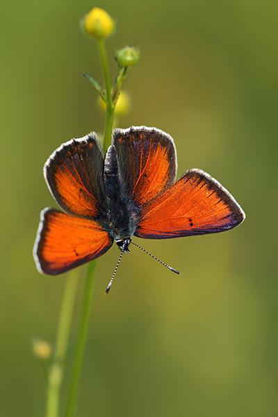 Lycaena hippothoes - Purple-edged Copper