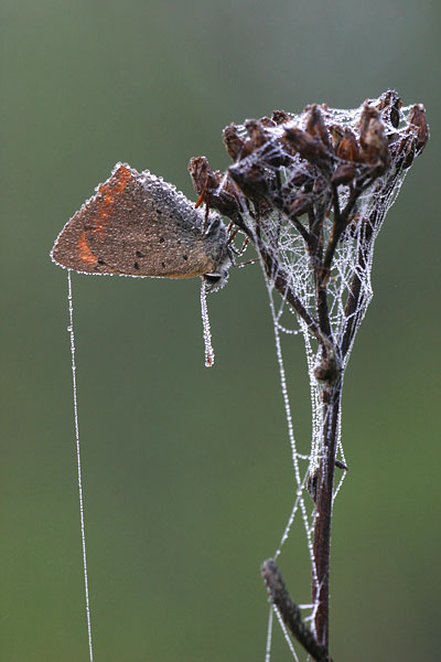 Lycaena phlaeas - Small Copper