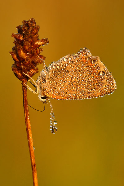 Lycaena phlaeas - Small Copper