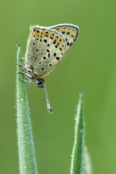 Lycaena tityrus - Sooty Copper