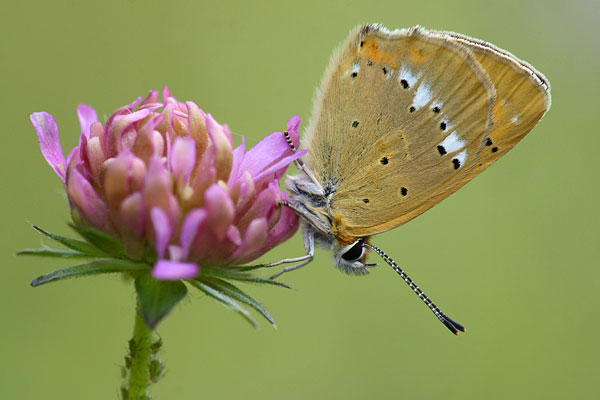 Lycaena virgaureae - Scarce Copper