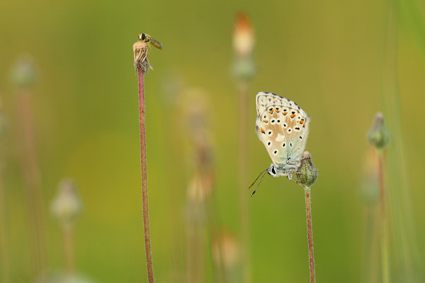 Lysandra coridon - Chalk Hill Blue