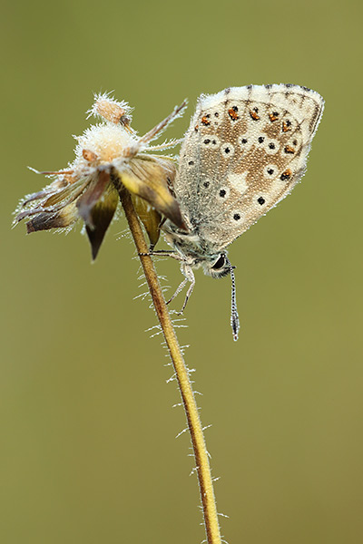 Lysandra coridon - Chalk Hill Blue