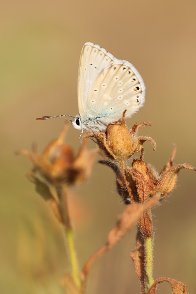 Sardinian Chalk Hill Blue - Lysandra gennargenti
