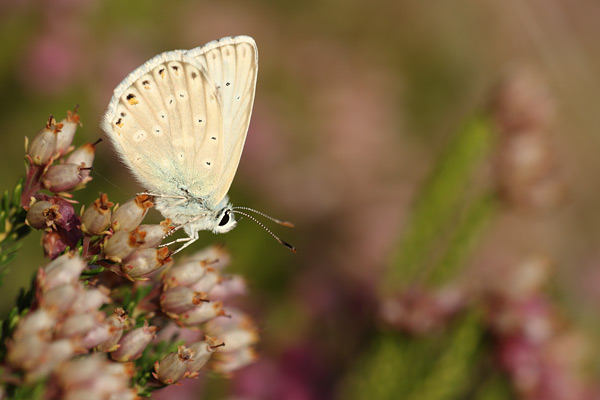 Sardinian Chalk Hill Blue - Lysandra gennargenti