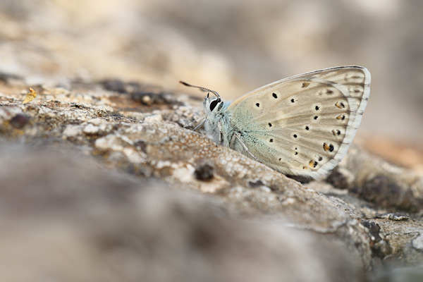 Sardinian Chalk Hill Blue - Lysandra gennargenti