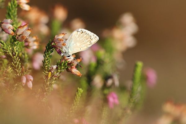 Sardinian Chalk Hill Blue - Lysandra gennargenti