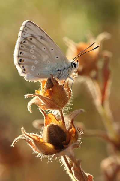 Sardinian Chalk Hill Blue - Lysandra gennargenti