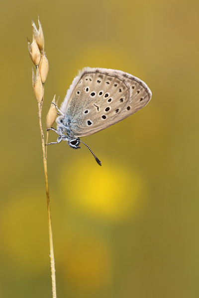 Maculinea alcon - Alcon Blue