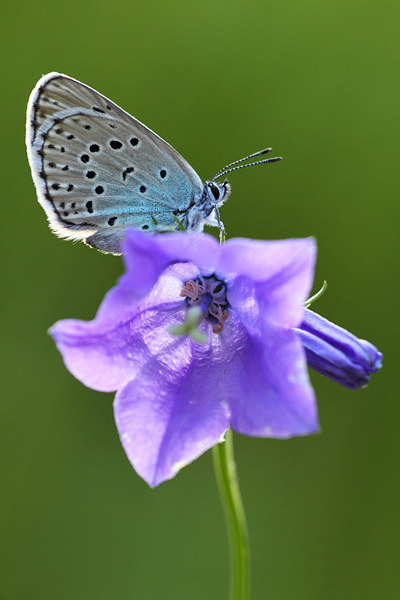 Maculinea arion - Large Blue