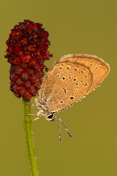 Maculinea nausithous - Dusky Large Blue
