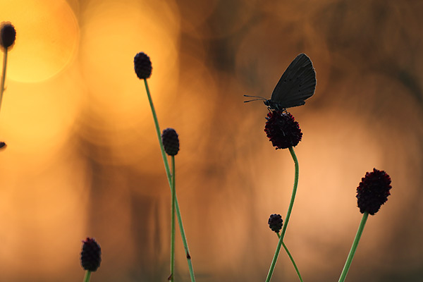 Maculinea nausithous - Dusky Large Blue