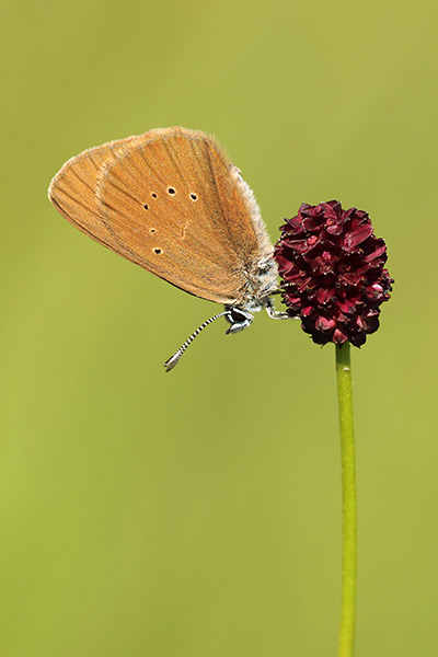 Maculinea nausithous - Dusky Large Blue