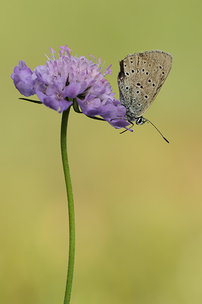 Maculinea rebeli - Mountain Alcon Blue