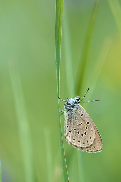 Maculinea rebeli - Mountain Alcon Blue
