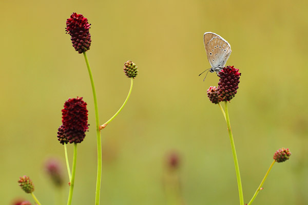 Maculinea teleius - Scarce Large Blue