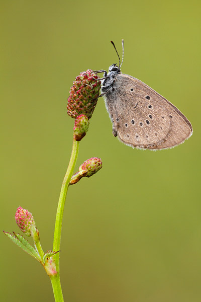 Maculinea teleius - Scarce Large Blue