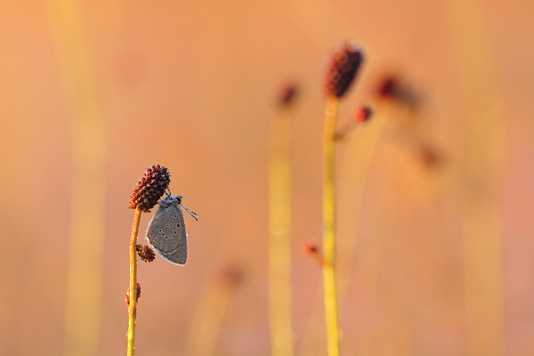 Maculinea teleius - Scarce Large Blue