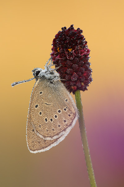 Maculinea teleius - Scarce Large Blue