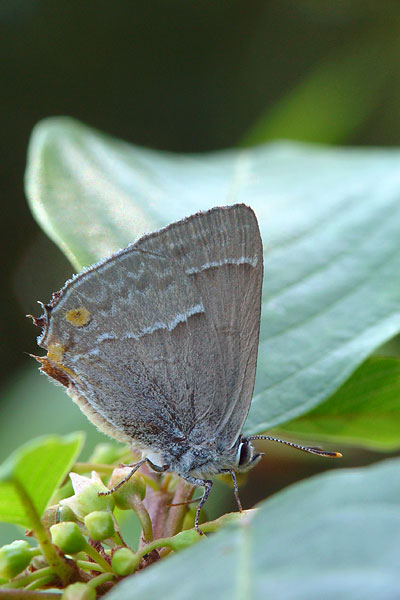 Neozephyrus quercus - Purple Hairstreak
