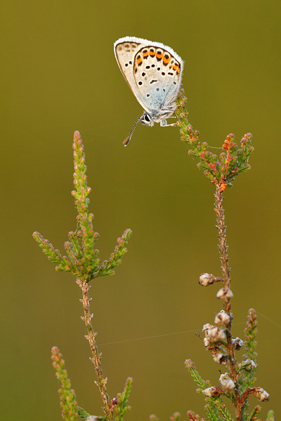 Plebejus argus - Silver Studded Blue