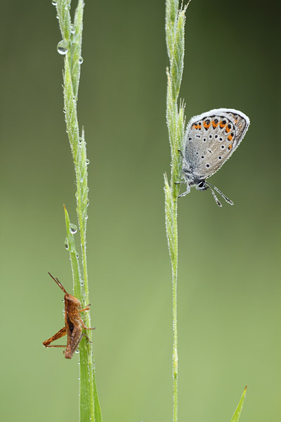 Plebejus argyrognomon - Reverdin's Blue