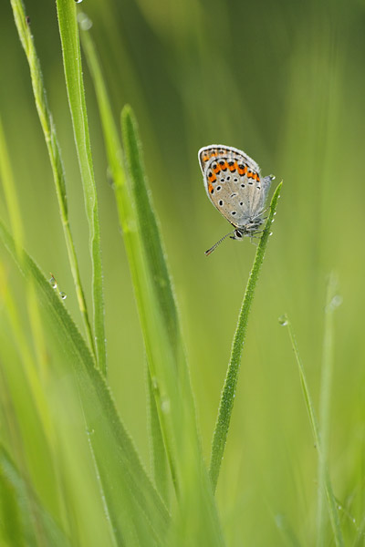 Plebejus argyrognomon - Reverdin's Blue