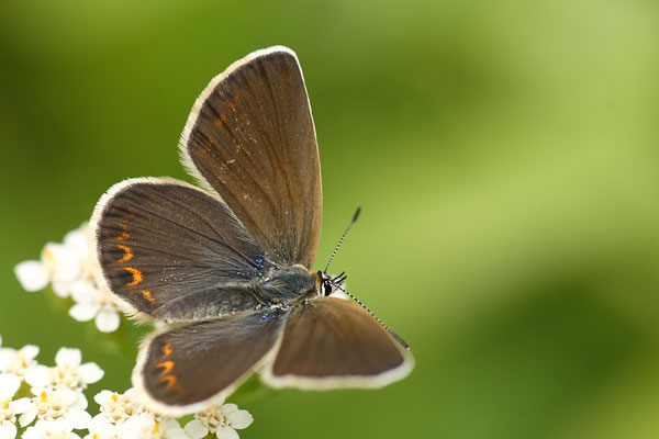 Plebejus argyrognomon - Reverdin's Blue