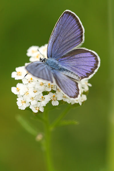 Plebejus argyrognomon - Reverdin's Blue