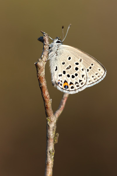 Plebejus optilete - Cranberry Blue