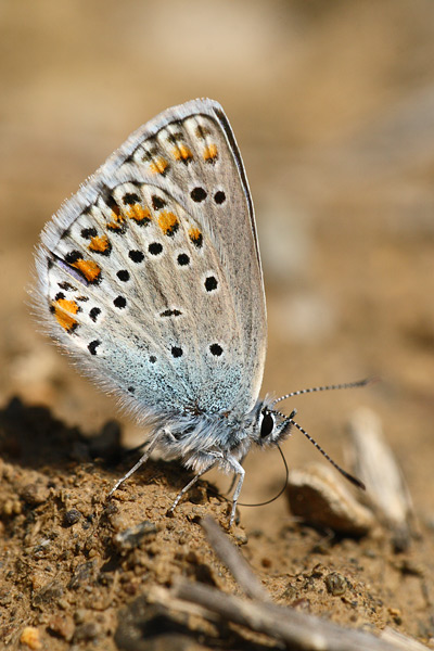 Plebejus pylaon - Eastern Zephyr Blue