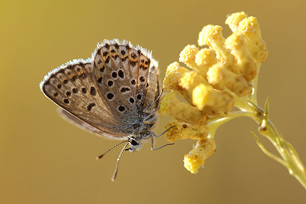 Plebejus villai - Elban Blue