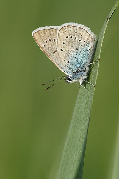 Polyommatus amandus - Amanda's Blue