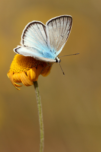 Polyommatus dolus - Furry Blue