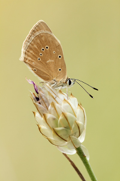 Polyommatus dolus - Furry Blue