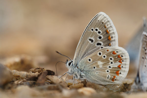 Polyommatus dorylas - Turquoise Blue