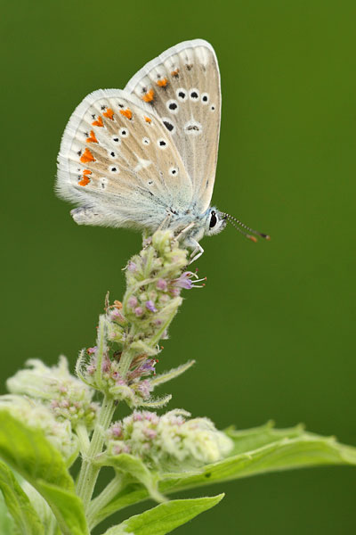 Polyommatus dorylas - Turquoise Blue