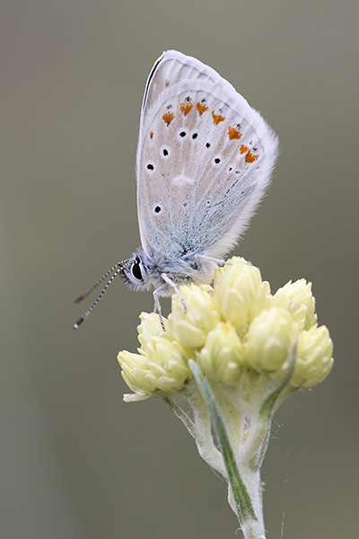 Polyommatus dorylas - Turquoise Blue