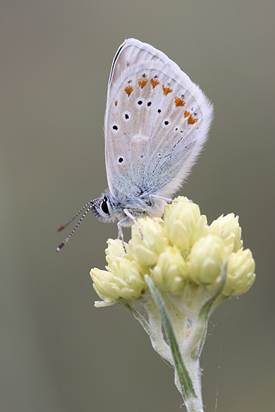 Polyommatus dorylas - Turquoise Blue