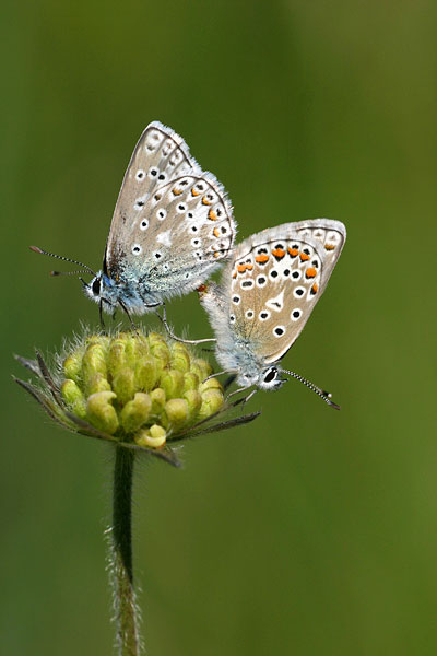 Polyommatus eros - Eros Blue