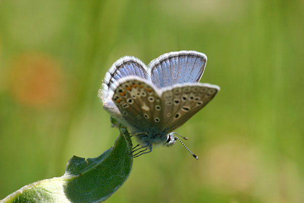 Polyommatus eros - Eros Blue