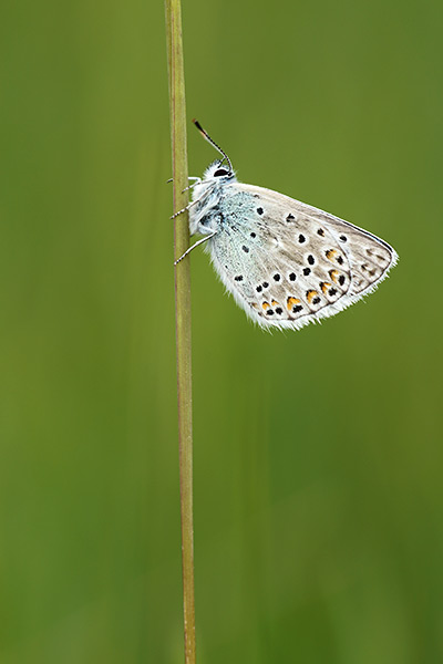 Polyommatus eros - Eros Blue