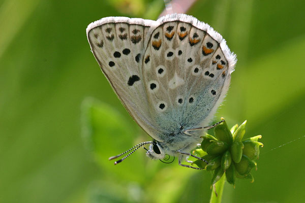 Polyommatus escheri - Escher's Blue