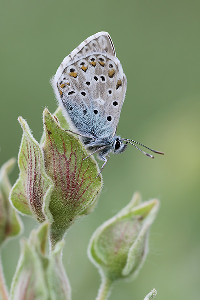 Polyommatus hispana - Provencal Chalk Hill Blue