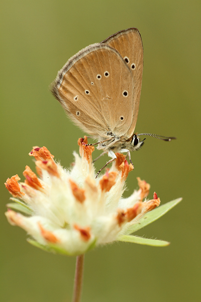 Polyommatus humedasae - Piedmont Anomalous Blue