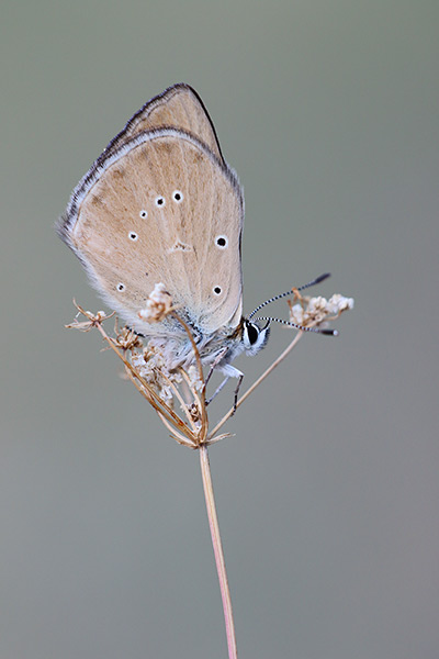 Polyommatus humedasae - Piedmont Anomalous Blue
