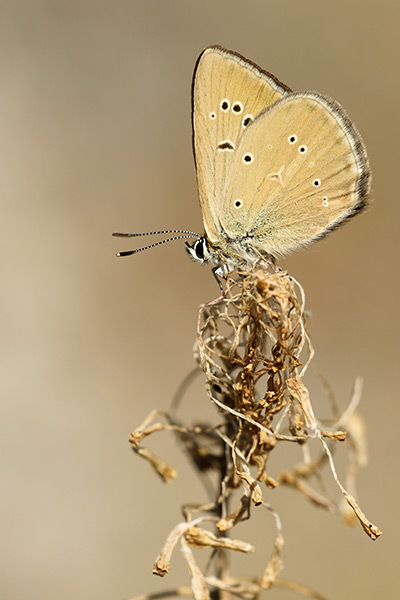 Polyommatus humedasae - Piedmont Anomalous Blue