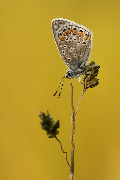 Polyommatus icarus - Common Blue