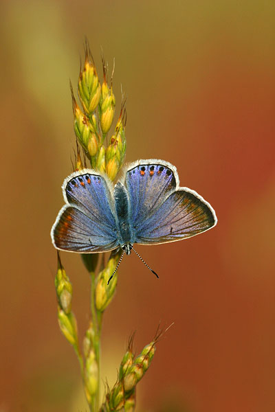 Polyommatus icarus - Common Blue