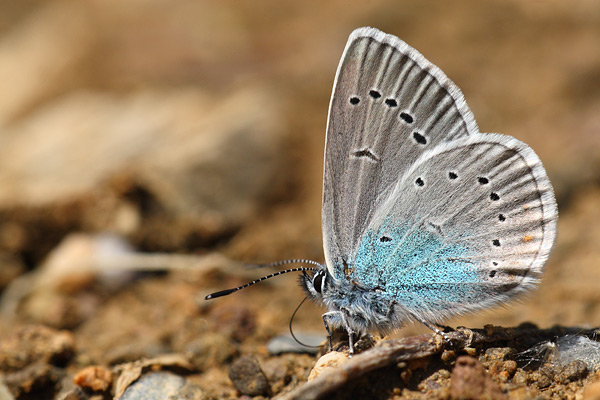 Polyommatus semiargus - Mazarine Blue